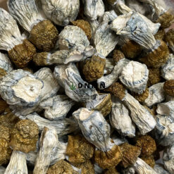 Golden Teachers Magic Mushroom - Online Dispensary Canada - Dispensary Near Me Now
