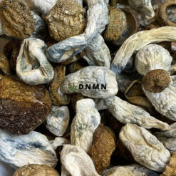 Makilla Gorilla Magic Mushroom - Online Dispensary Canada - Dispensary Near Me Now