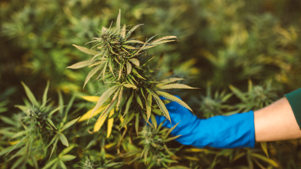 Why Buy Cannabis Online in Canada 