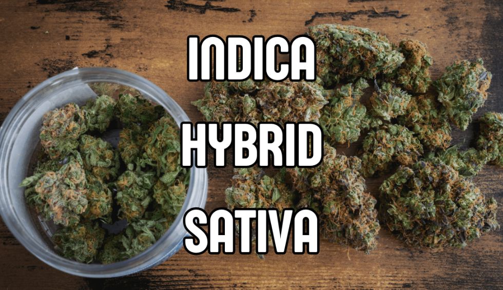 Learn key differences between cannabis strains—indica vs. sativa vs. hybrid—to choose best option for relaxation or balanced experience.