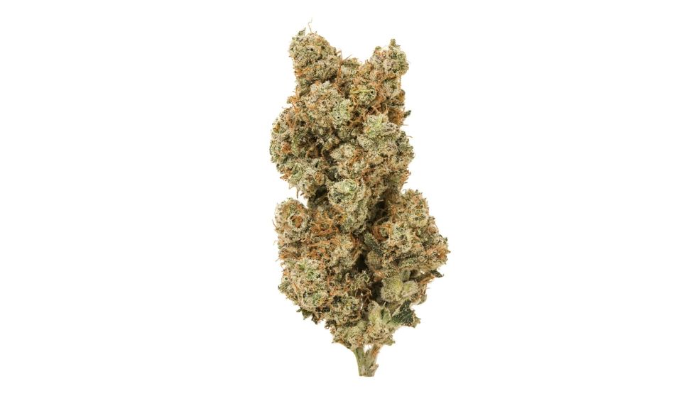 Discover the legendary White Widow strain, learn about its effects, flavour, fragrance & why it remains a Canadian favourite decades later.