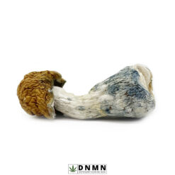 Texas Yellow Cap Magic Mushroom - Buy Weed Online - Dispensary Near Me Now